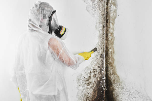 Best Biohazard Mold Removal  in Westbrook, ME