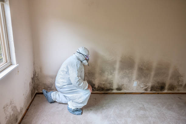 Best Emergency Mold Remediation  in Westbrook, ME